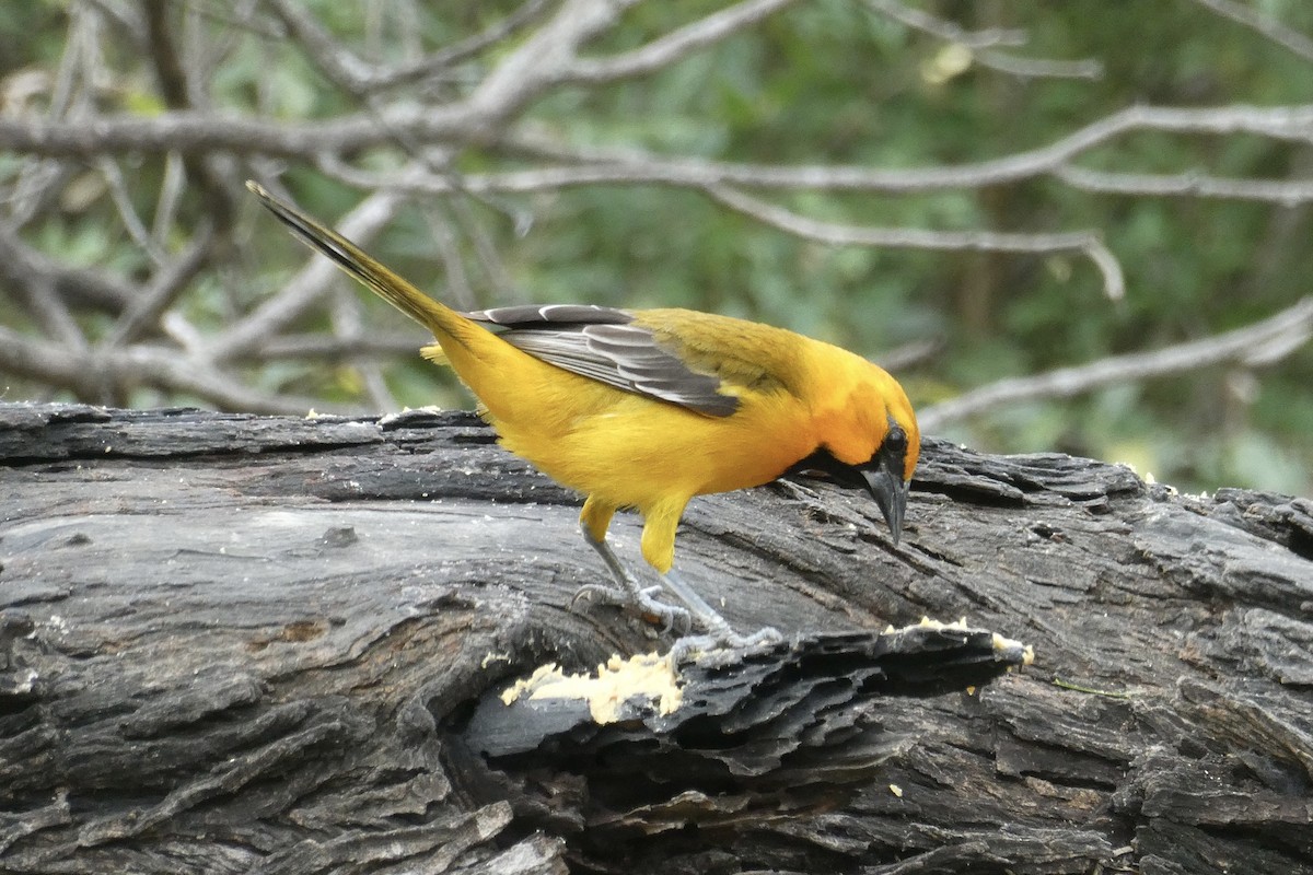 Altamira Oriole - ML636798697