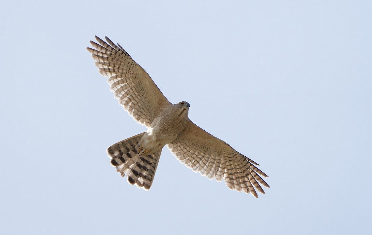 Яструб туркестанський - ML636798715