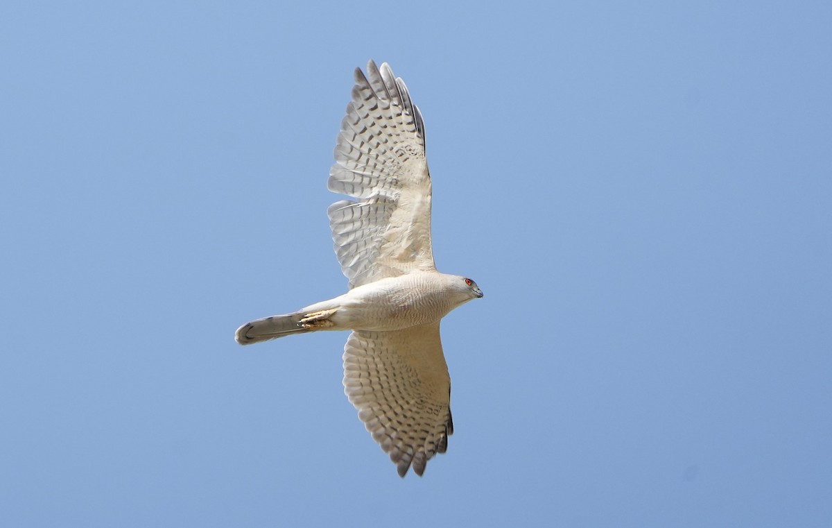 Яструб туркестанський - ML636798716