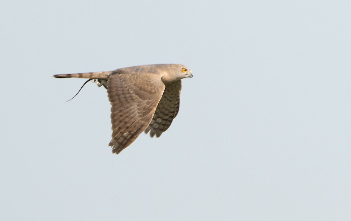 Яструб туркестанський - ML636798718