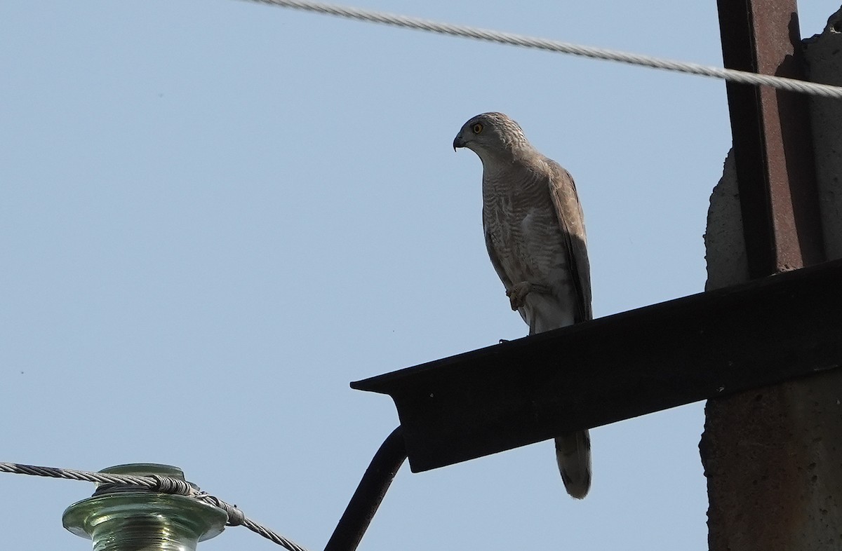 Яструб туркестанський - ML636798719