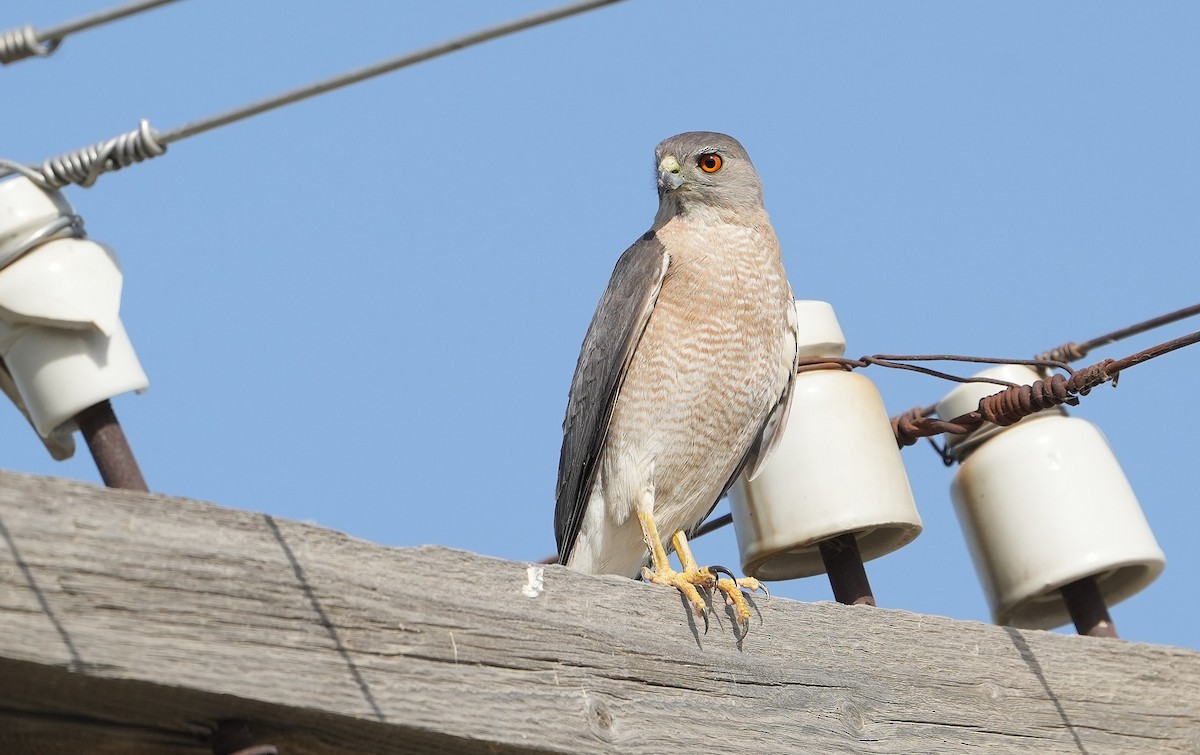 Яструб туркестанський - ML636798723