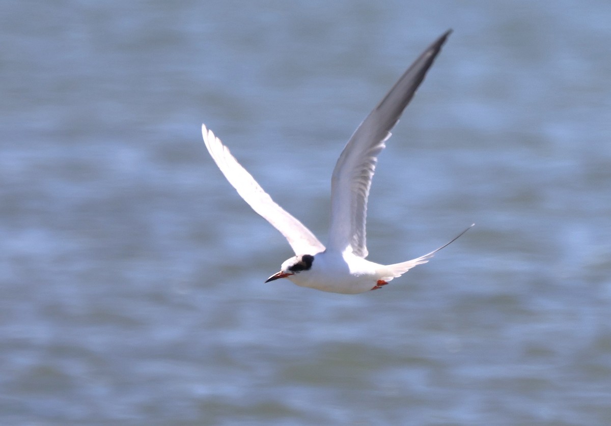 Forster's Tern - ML636798730