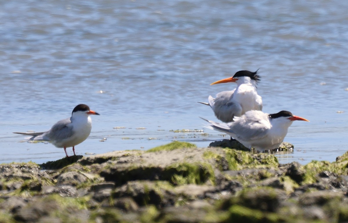 Forster's Tern - ML636798740