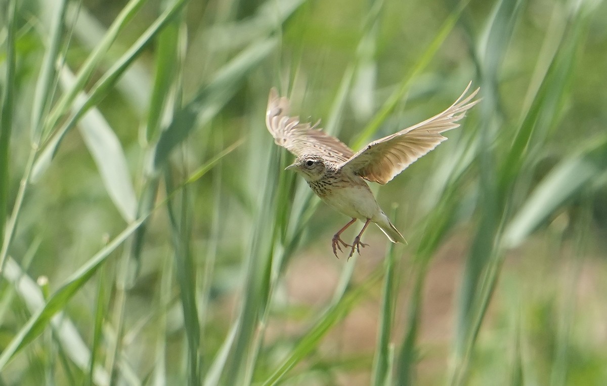 Жайворонок індійський - ML636798776