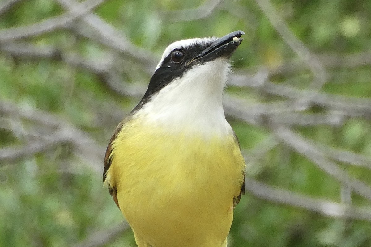 Great Kiskadee - ML636798794