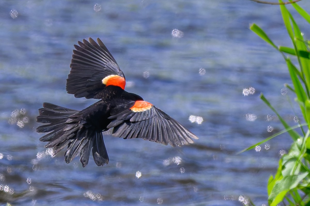 Red-winged Blackbird - ML636798812