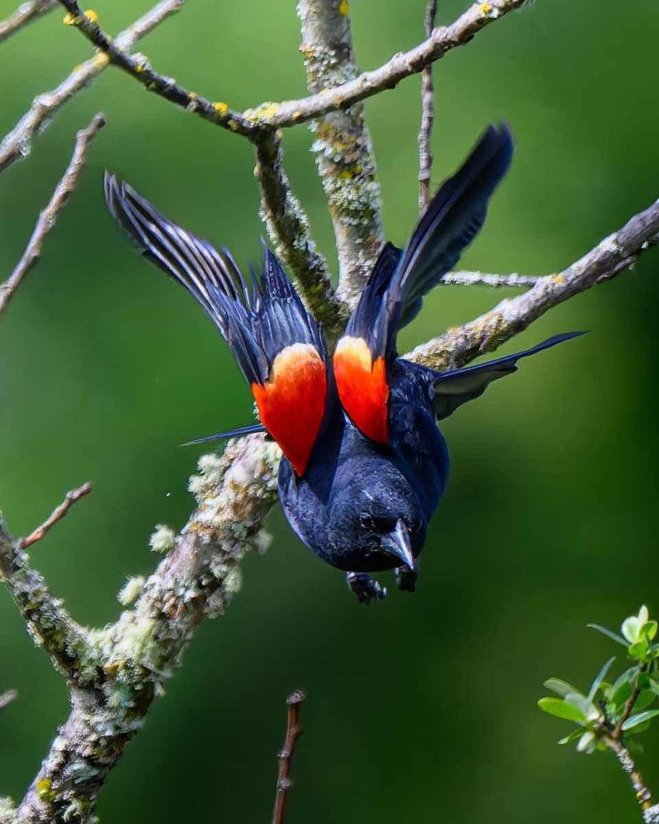Red-winged Blackbird - ML636798813