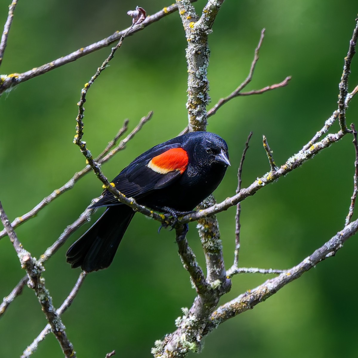Red-winged Blackbird - ML636798814