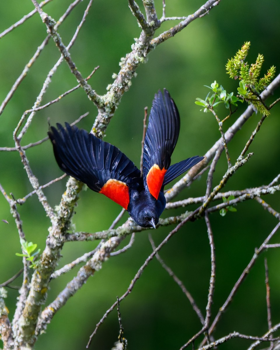 Red-winged Blackbird - ML636798815