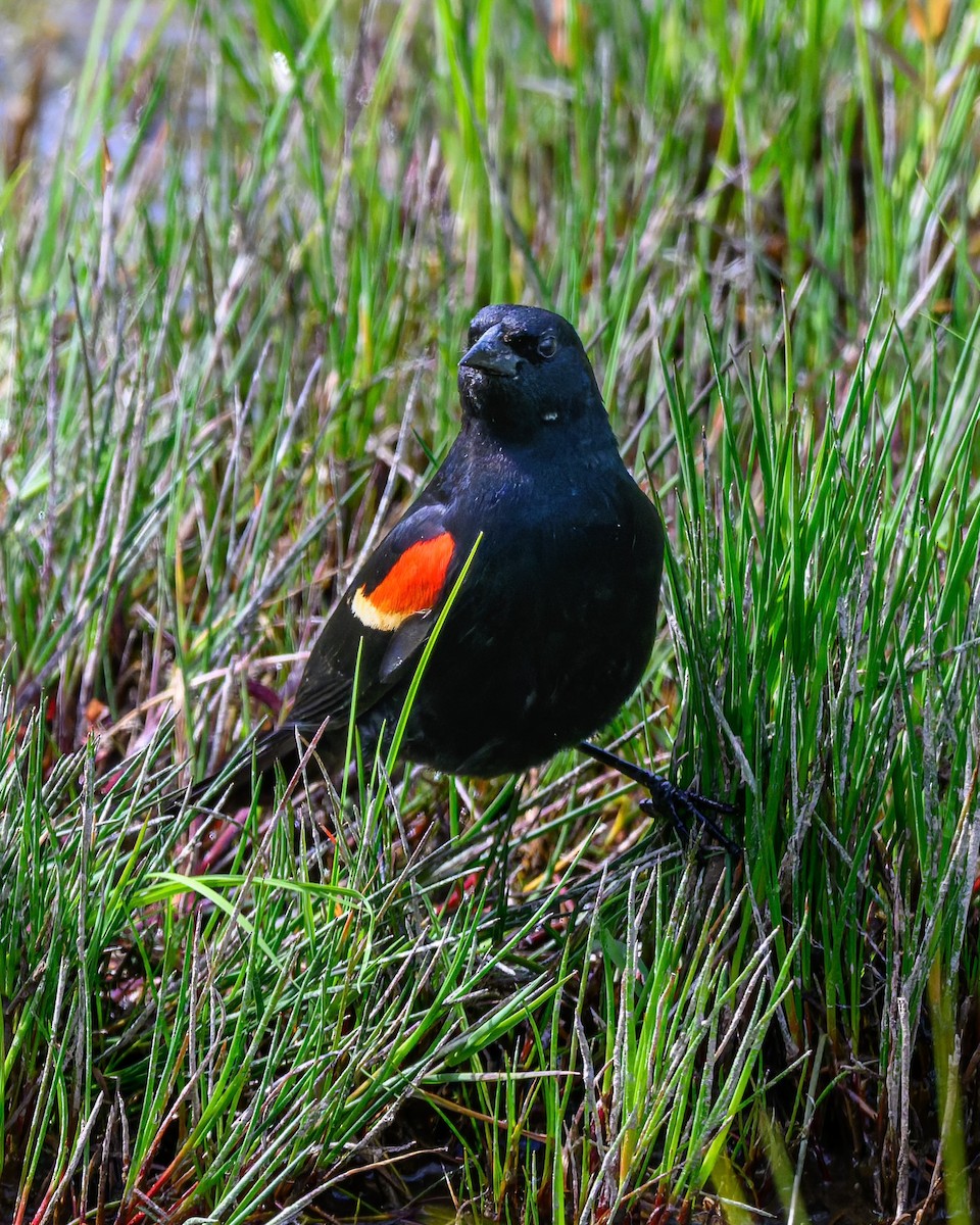 Red-winged Blackbird - ML636798816
