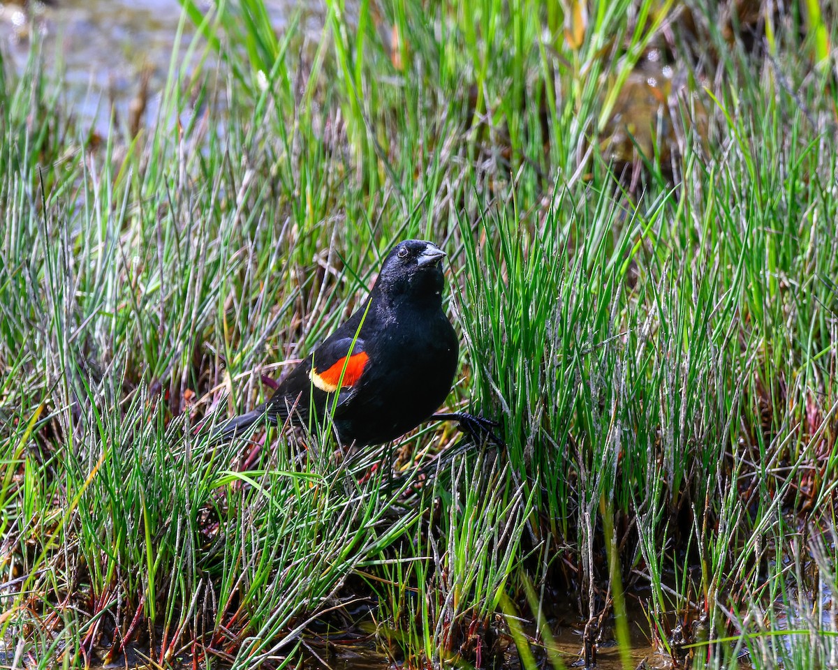 Red-winged Blackbird - ML636798817
