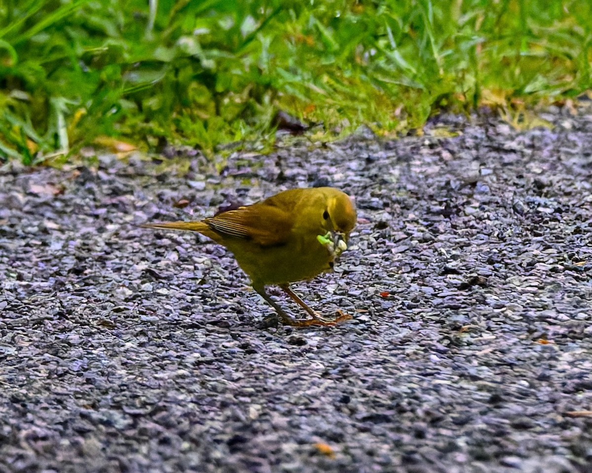 Orange-crowned Warbler - ML636798875