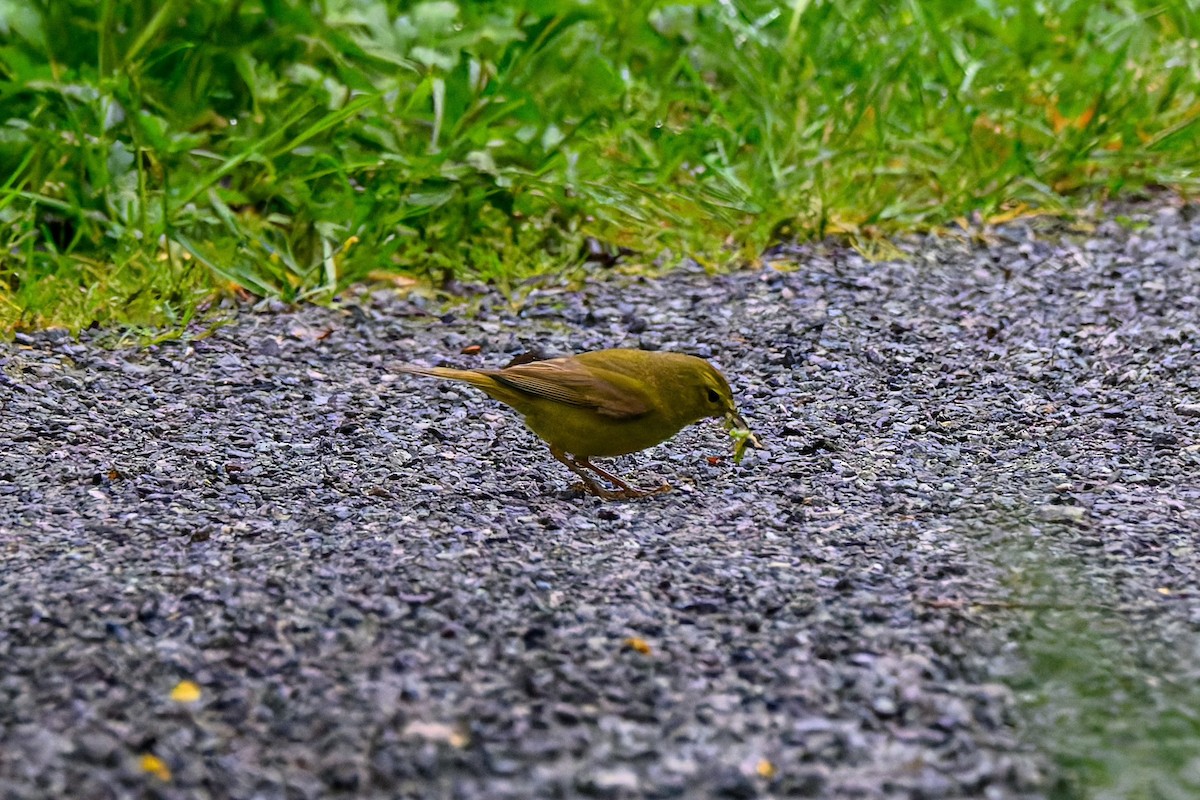 Orange-crowned Warbler - ML636798876