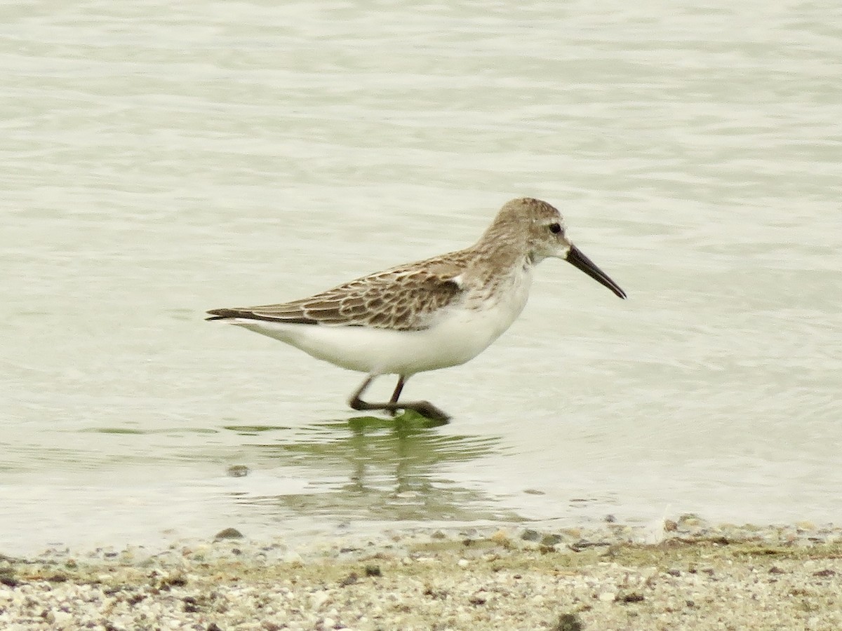 Bergstrandläufer - ML636798970