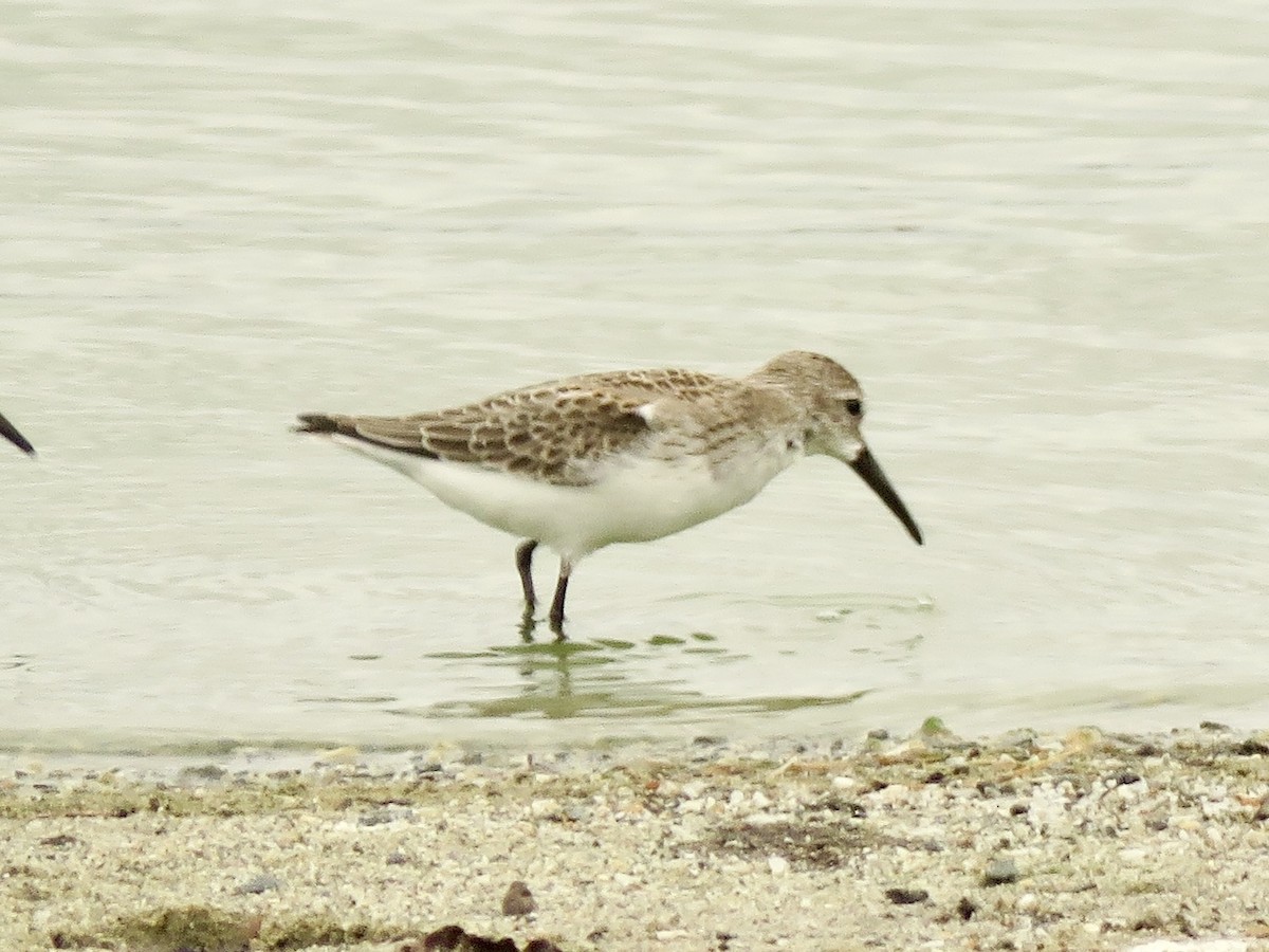 Bergstrandläufer - ML636798971