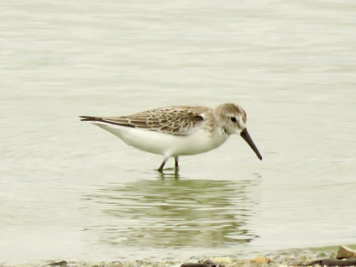 Bergstrandläufer - ML636798972