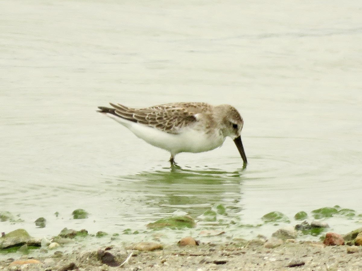 Bergstrandläufer - ML636798976