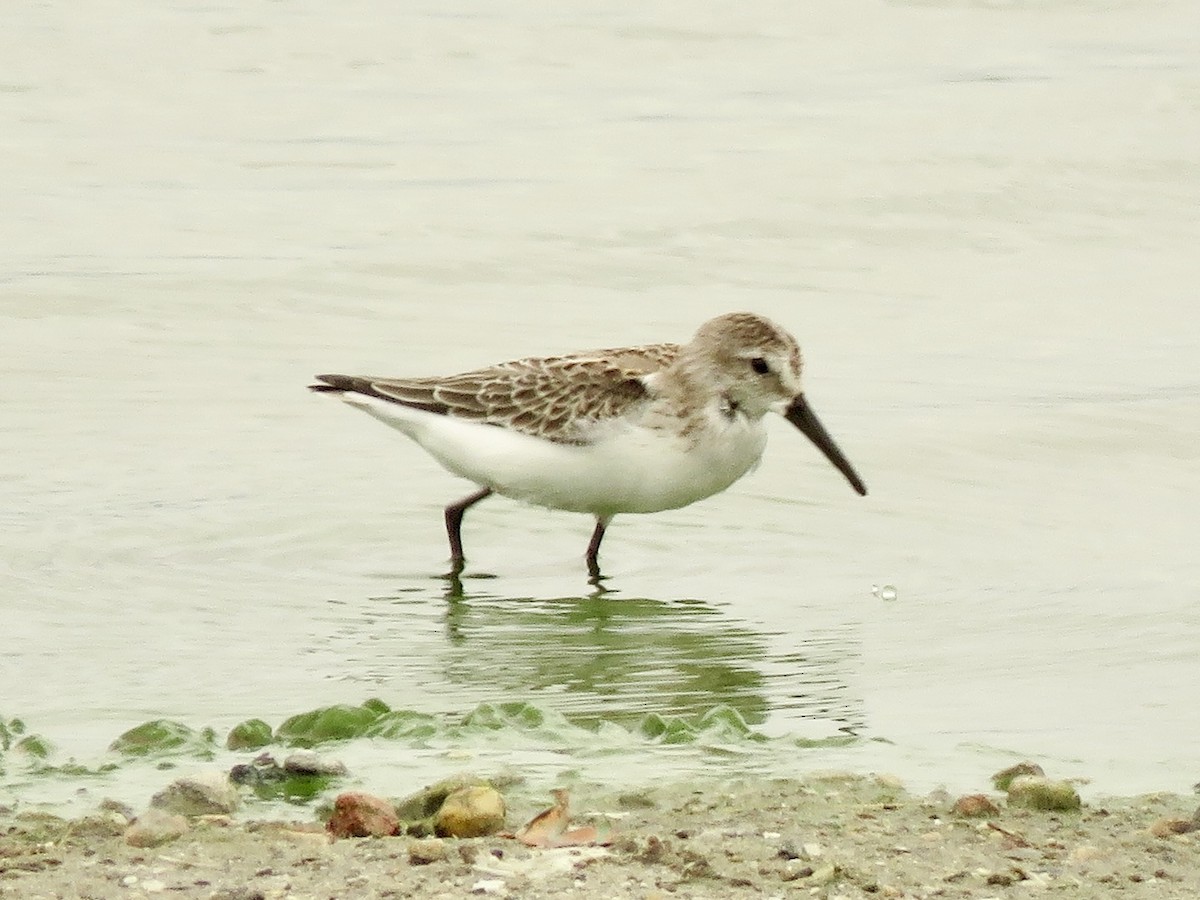 Bergstrandläufer - ML636798977