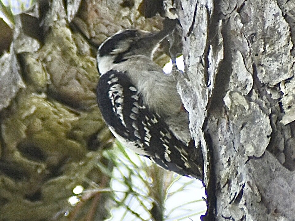 Downy/Hairy Woodpecker - ML636799386