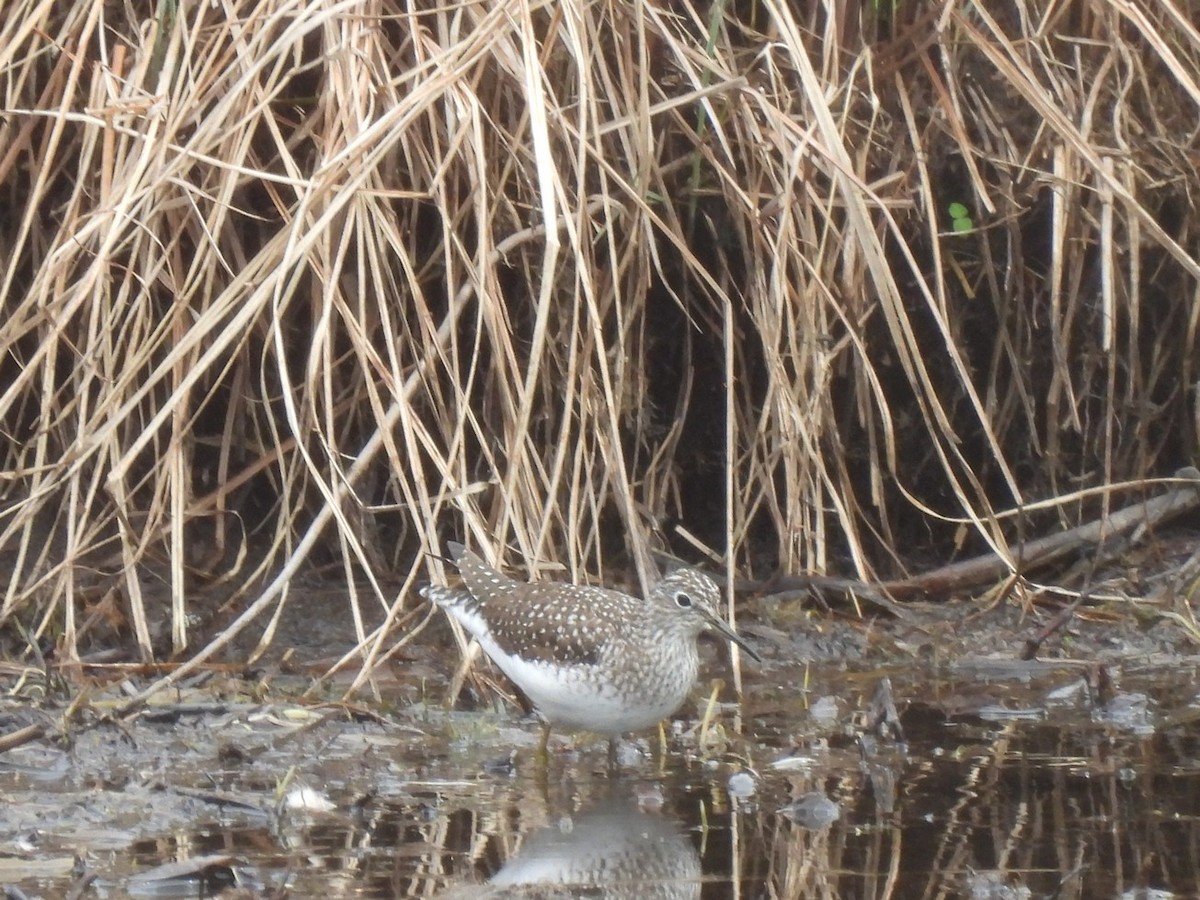 eremittsnipe - ML636799473