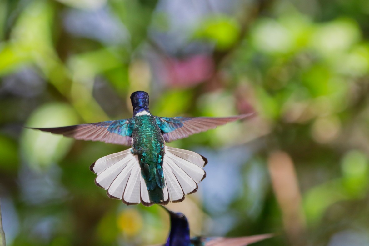 White-necked Jacobin - ML636799586