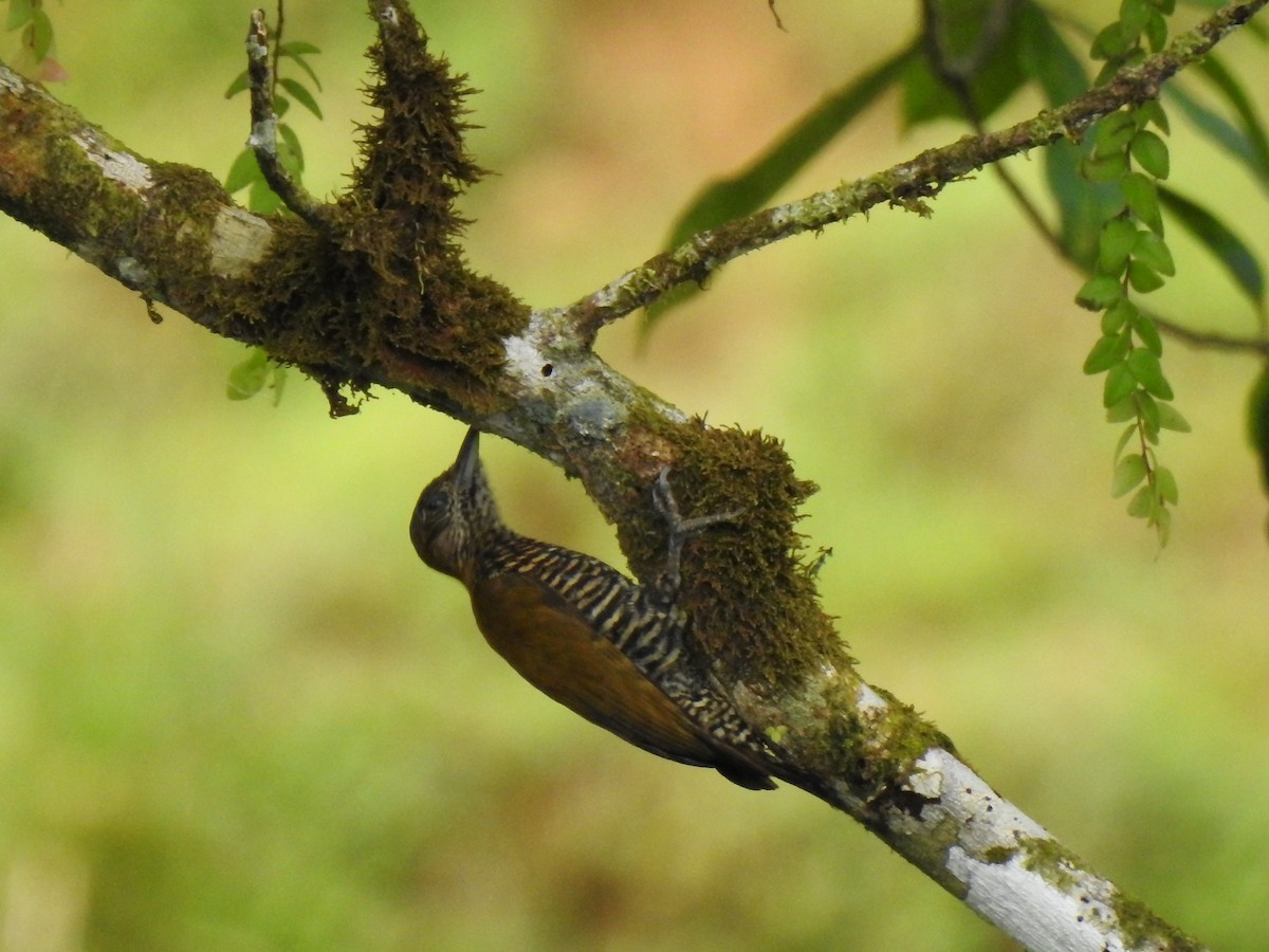Choco Woodpecker - ML636799611