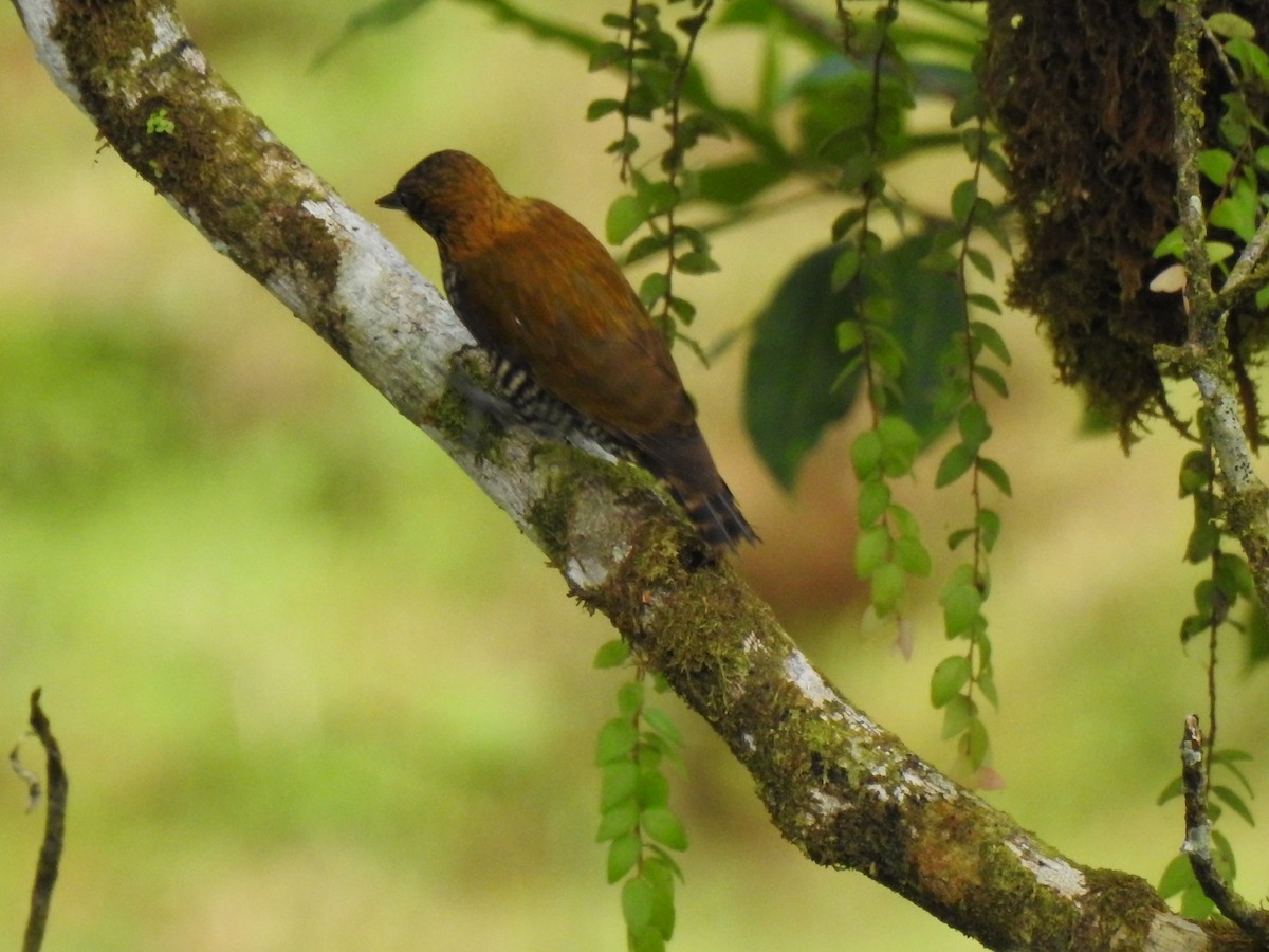 Choco Woodpecker - ML636799627