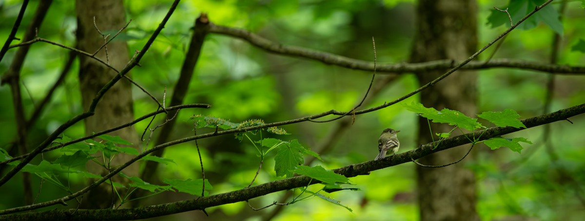 Moucherolle vert - ML636799663