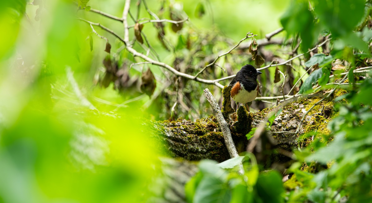 Eastern Towhee - ML636799688