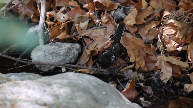 Spotted Towhee - ML636799755