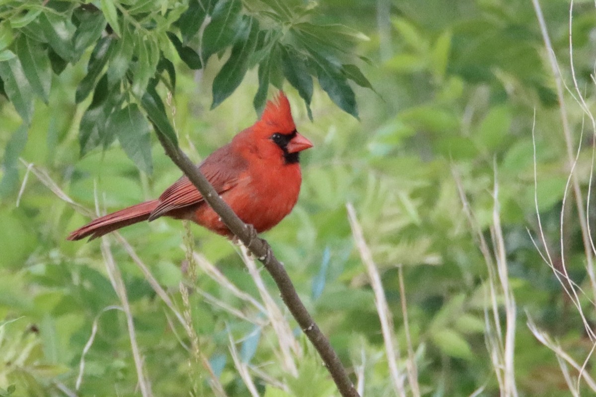 Northern Cardinal - ML636799770