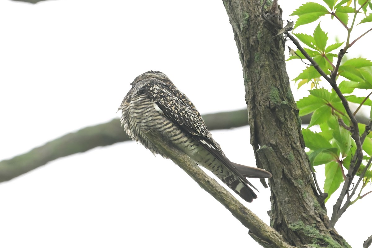 Common Nighthawk - ML636799777
