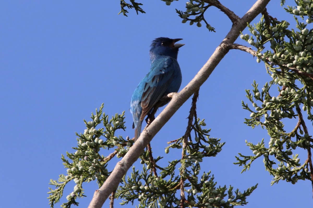Indigo Bunting - ML636799804