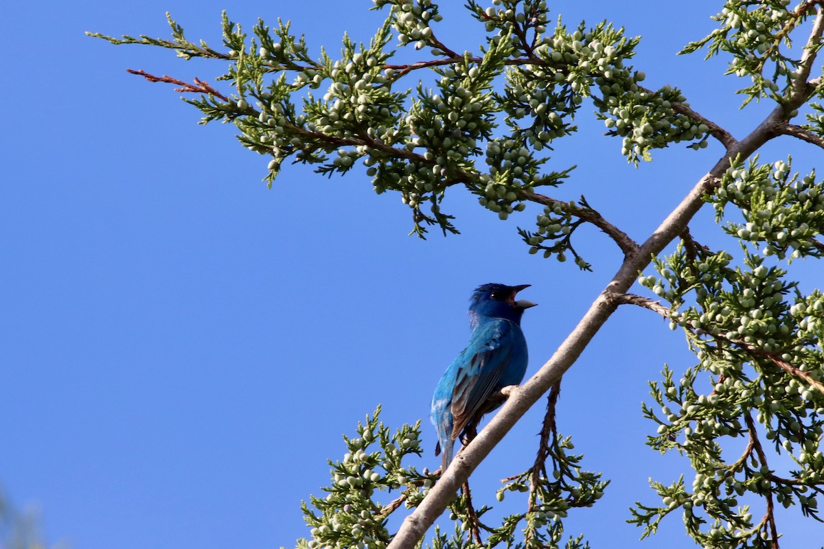 Indigo Bunting - ML636799805
