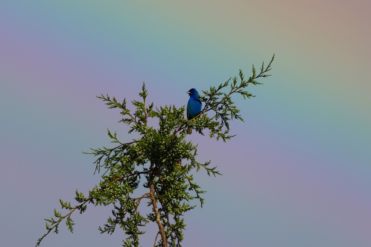 Indigo Bunting - ML636799806