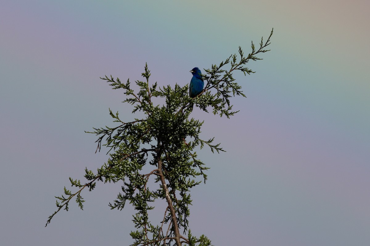 Indigo Bunting - ML636799807