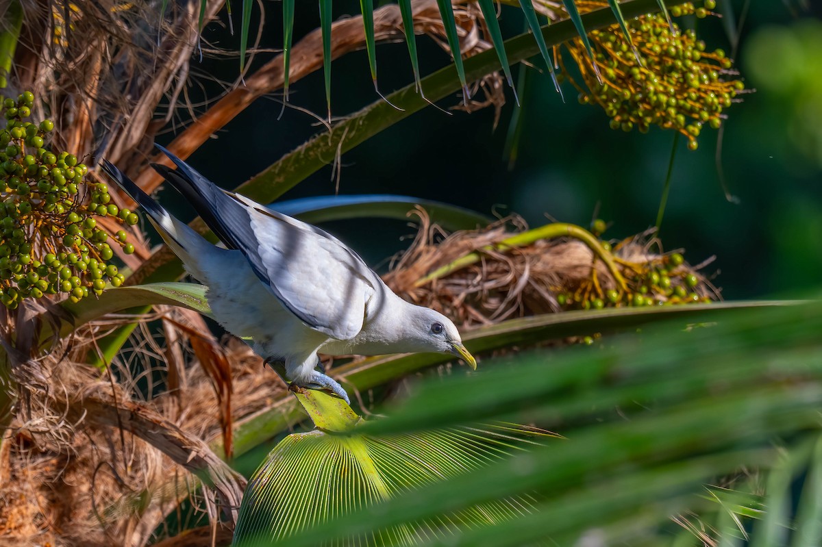 Torresian Imperial-Pigeon - ML636799875