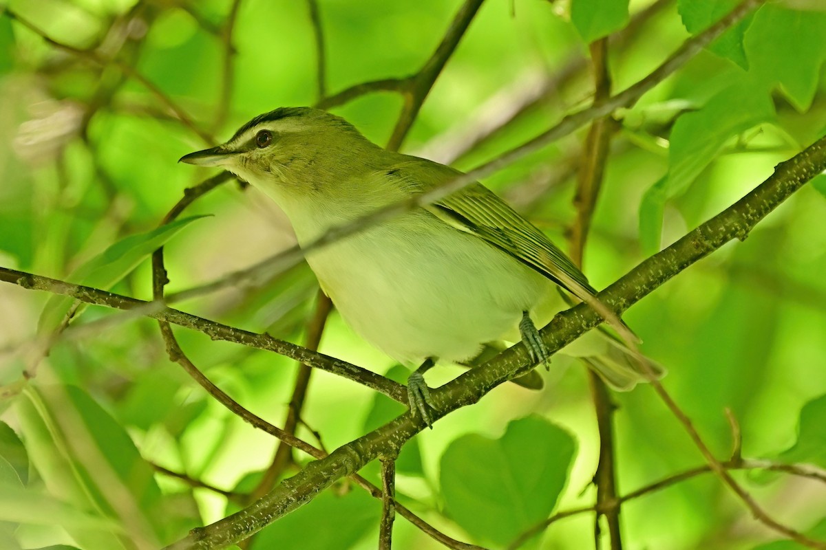 Red-eyed Vireo - ML636799888