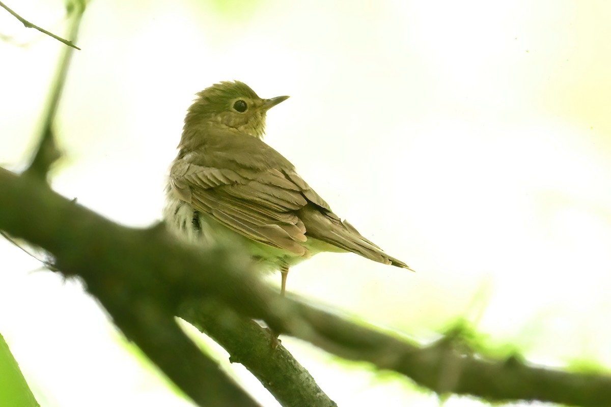 Swainson's Thrush - ML636799900