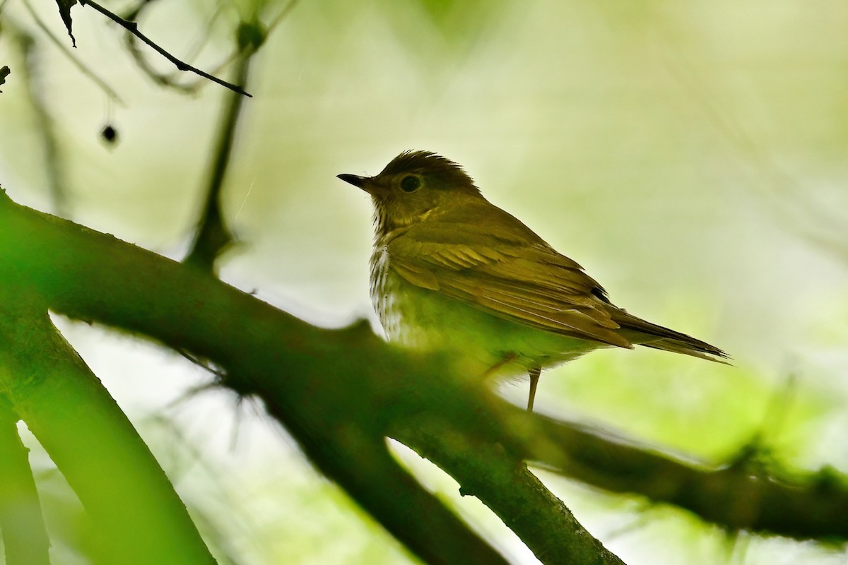 Swainson's Thrush - ML636799901
