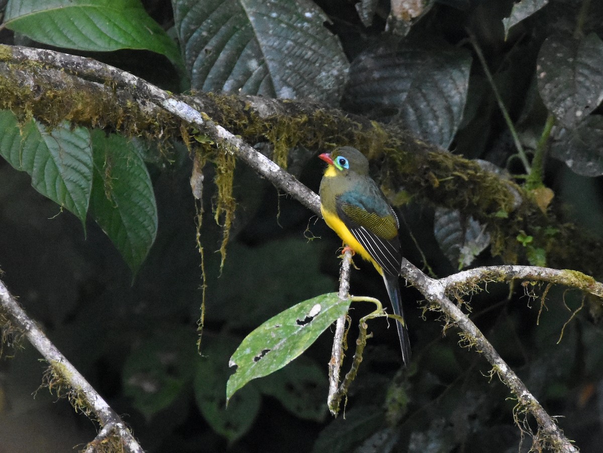 Sumatran Trogon - ML636799926