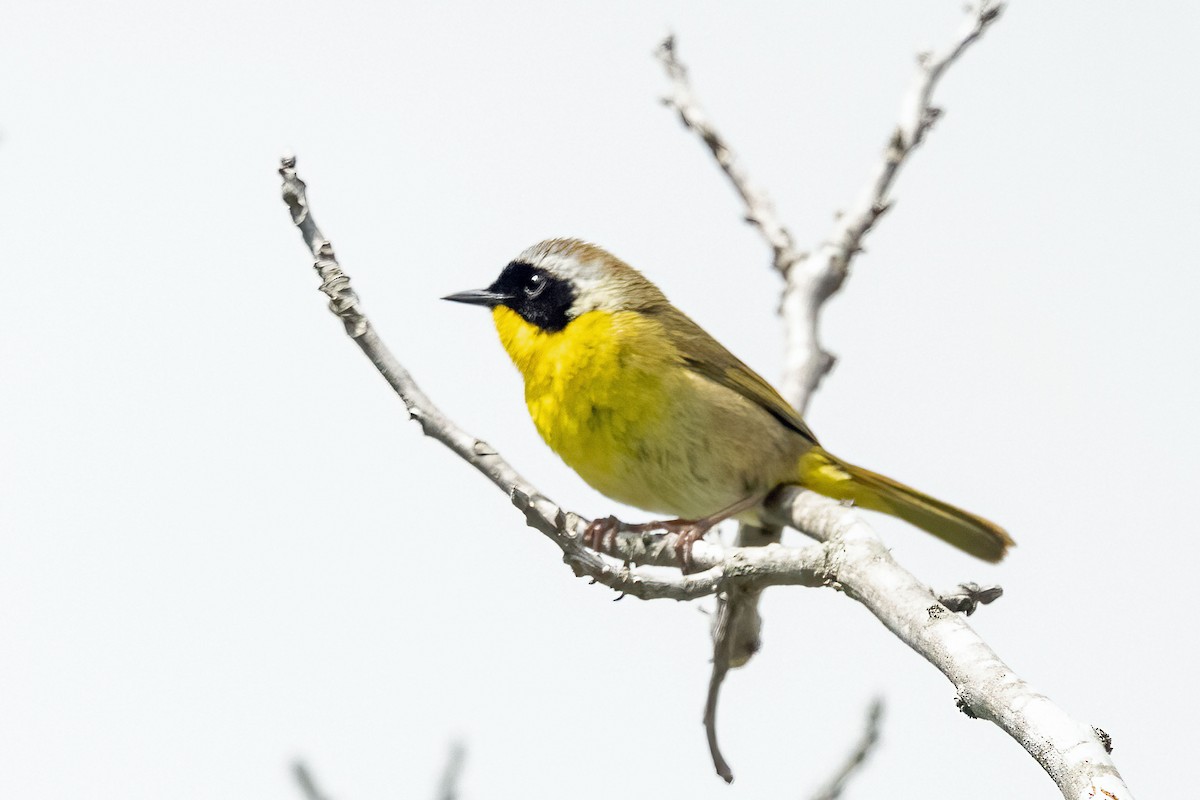 Common Yellowthroat - ML636800048