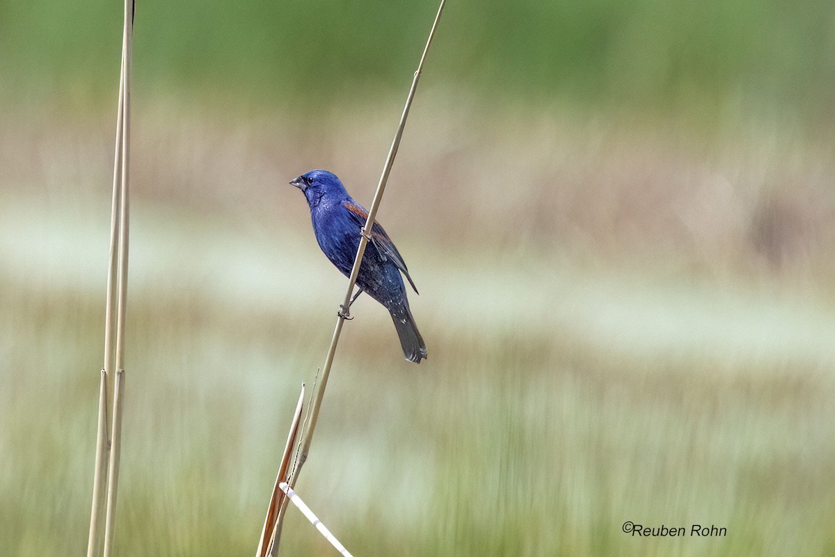 Blue Grosbeak - ML636800071