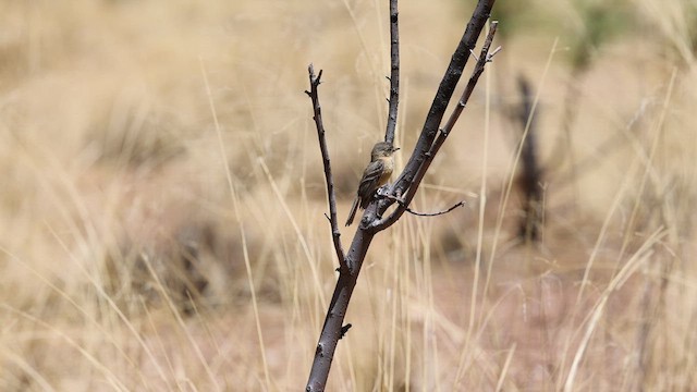 Buff-breasted Flycatcher - ML636800095