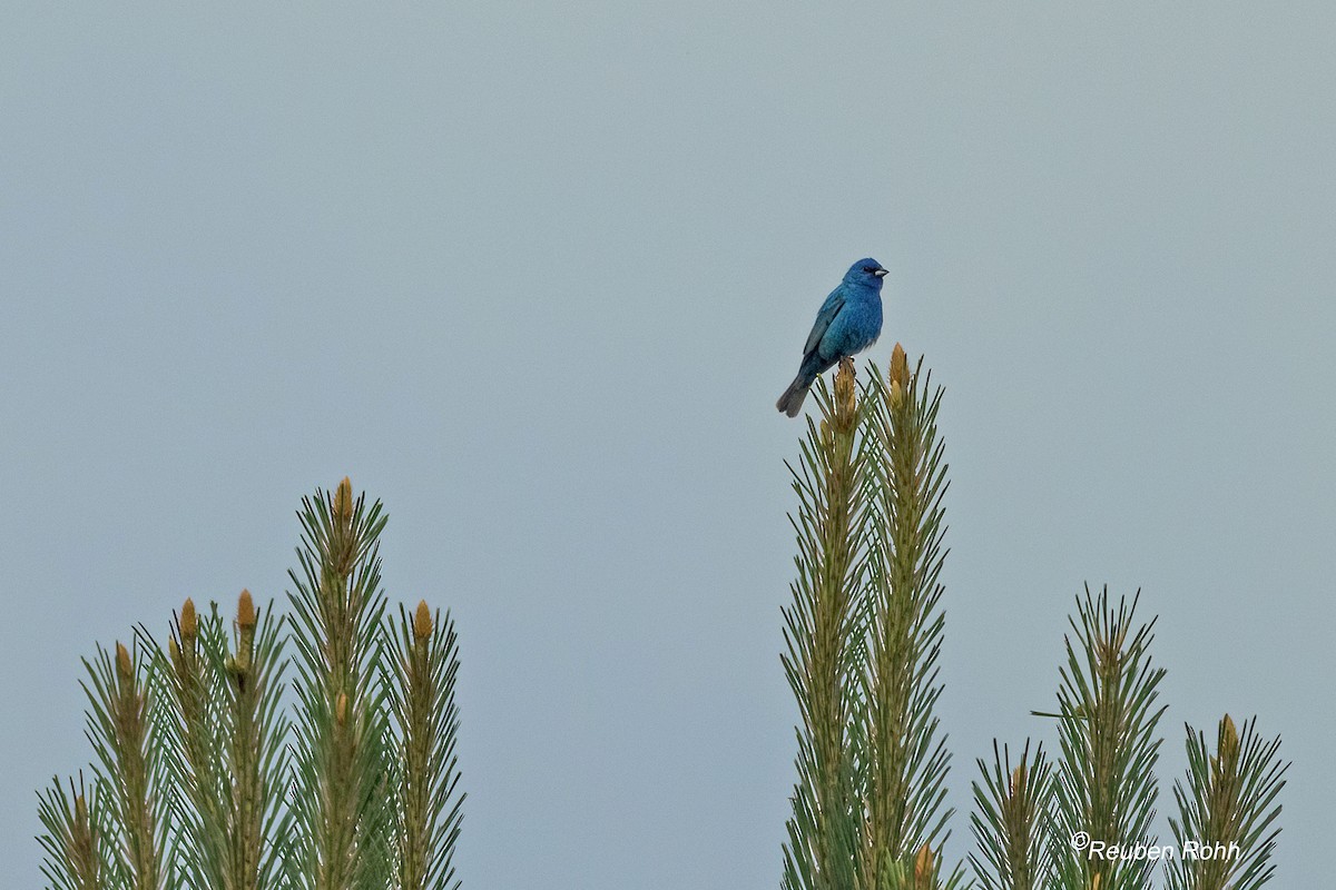 Indigo Bunting - ML636800167