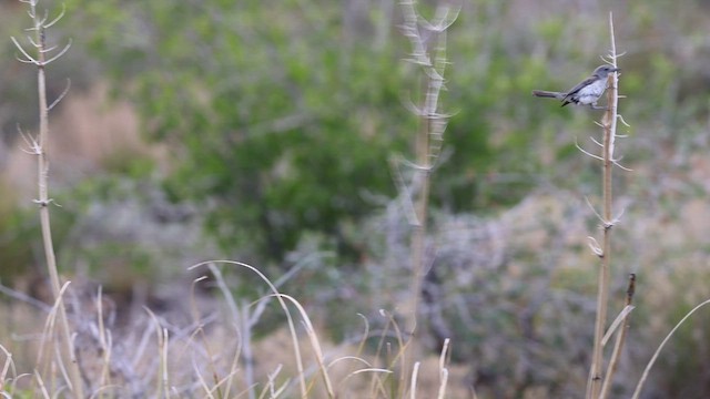 Gray Vireo - ML636800262