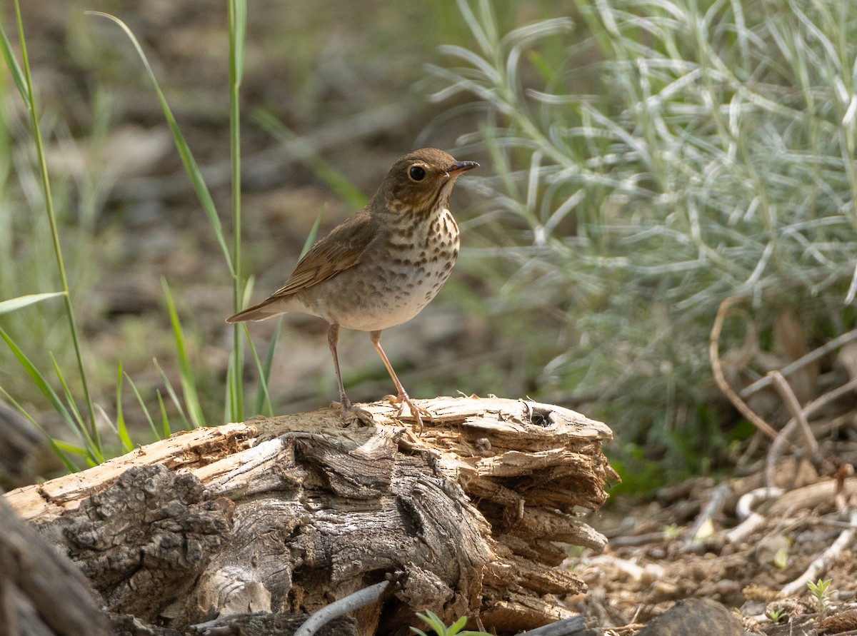 Swainson's Thrush - ML636800507