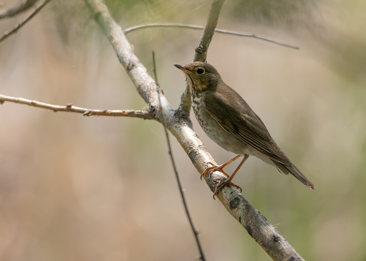Swainson's Thrush - ML636800509