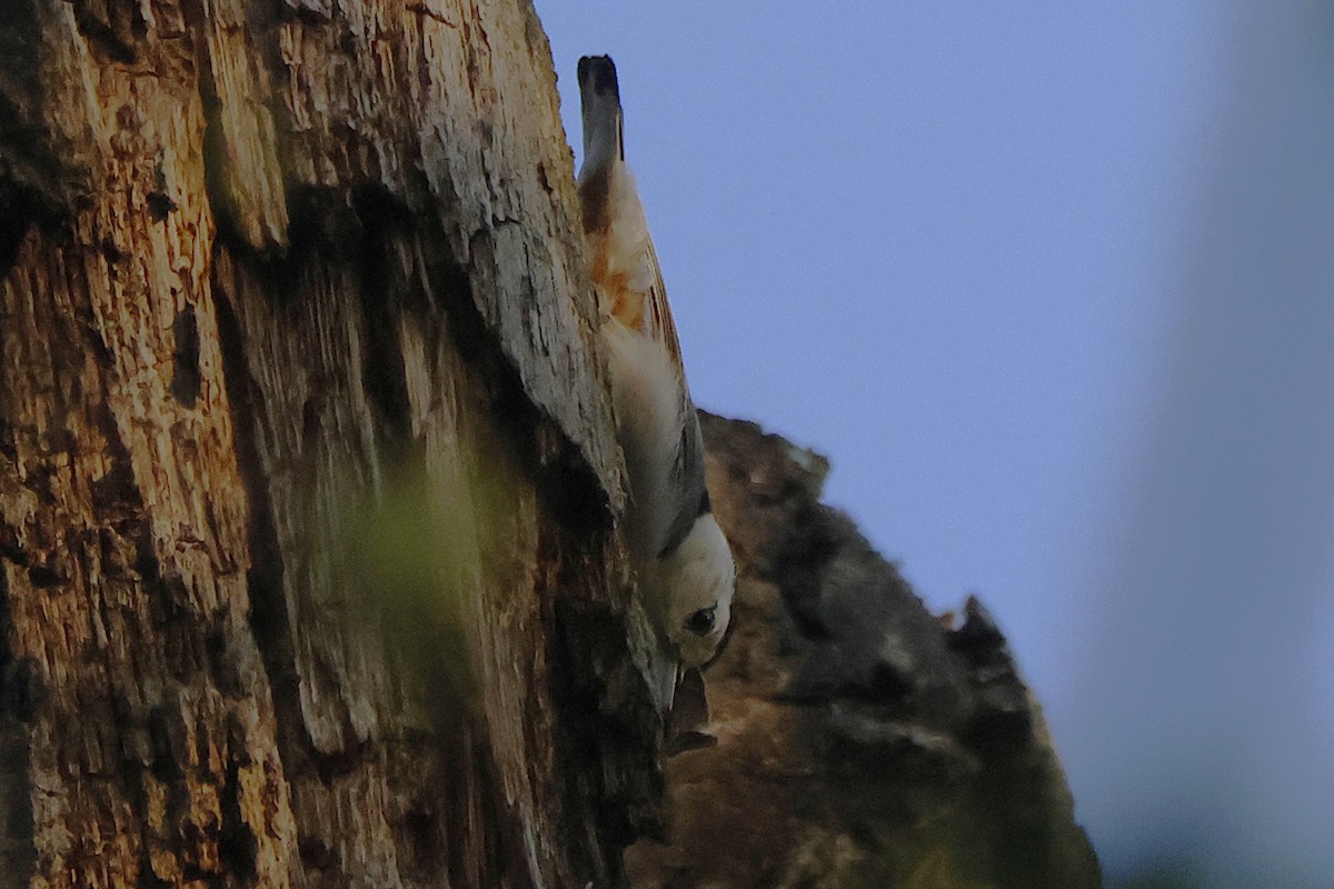 White-breasted Nuthatch - ML636800522
